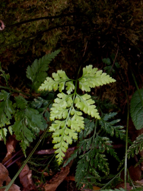 Asplenium sp. (adiantum-nigrum?)